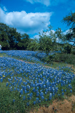 ’Texas Bluebonnets’ ~ Premium Spinning Kit Spinning Kit